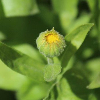Zwerg-Ringelblume Daisy Golden (Samen)