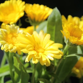 Zwerg-Ringelblume Daisy Golden (Samen)