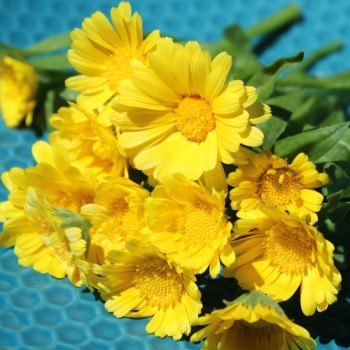 Zwerg-Ringelblume Daisy Golden (Samen)