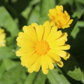 Zwerg-Ringelblume Daisy Golden (Samen)