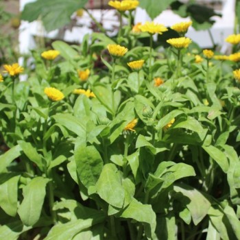 Zwerg-Ringelblume Daisy Golden (Samen)