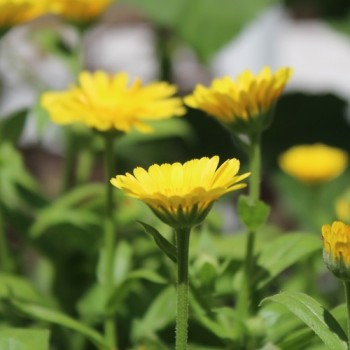 Zwerg-Ringelblume Daisy Golden (Samen)