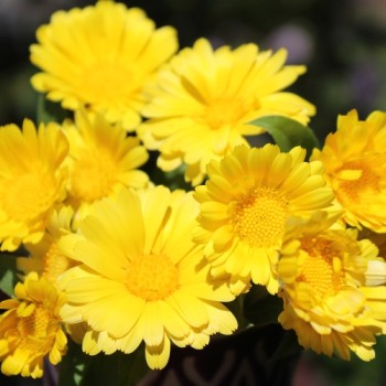 Zwerg-Ringelblume Daisy Golden (Samen)