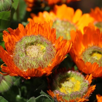 Ringelblume Greenheart Orange (Samen)