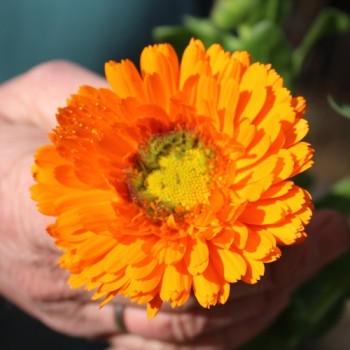Ringelblume Greenheart Orange (Samen)