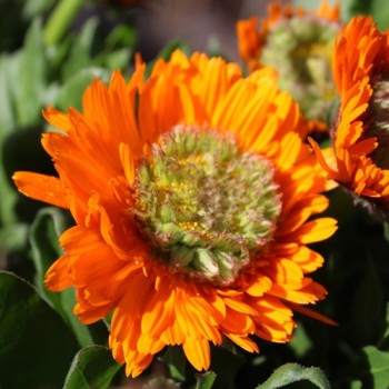 Ringelblume Greenheart Orange (Samen)