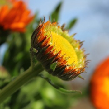 Ringelblume Greenheart Orange (Samen)