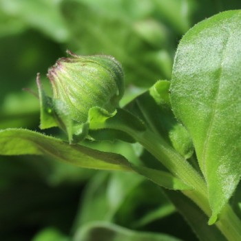 Ringelblume Greenheart Orange (Samen)