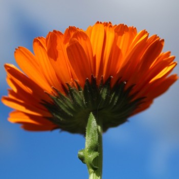 Ringelblume Greenheart Orange (Samen)