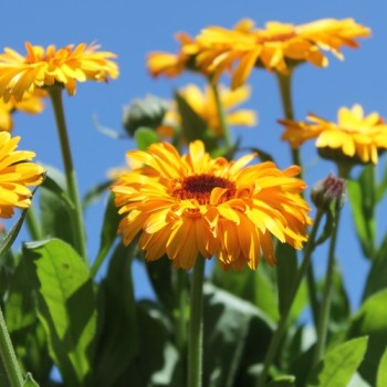 Ringelblume Indian Prince (Samen)