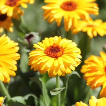 Ringelblume Indian Prince (Samen)