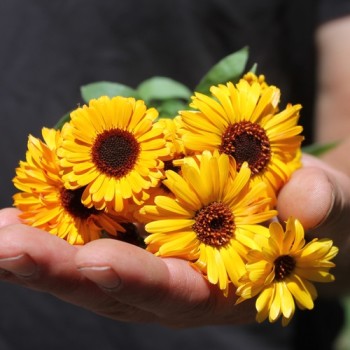 Ringelblume Indian Prince (Samen)