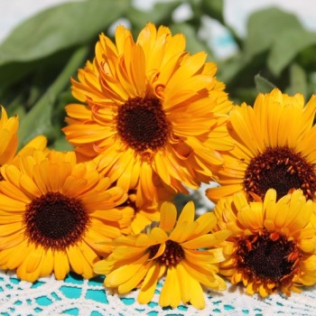 Ringelblume Indian Prince (Samen)