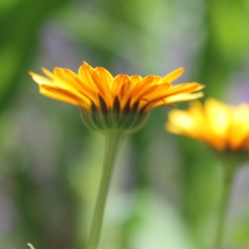 Ringelblume Indian Prince (Samen)