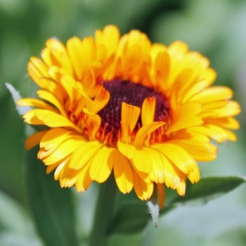 Ringelblume Indian Prince (Samen)