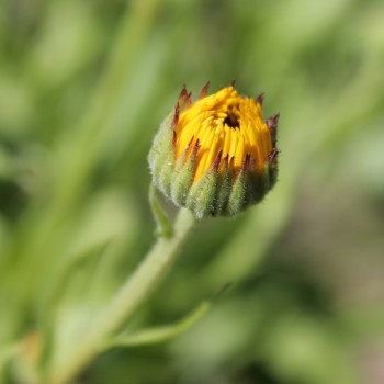 Ringelblume Kablouna Apricot (Samen)