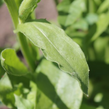 Ringelblume Kablouna Apricot (Samen)