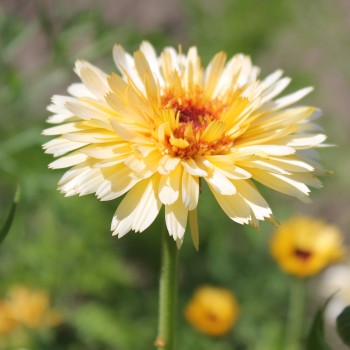Ringelblume Kablouna Apricot (Samen)