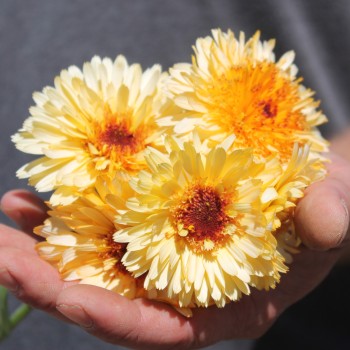 Ringelblume Kablouna Apricot (Samen)