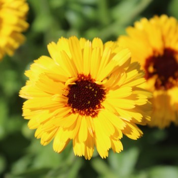 Ringelblume Kablouna Yellow with Dark Centre (Samen)
