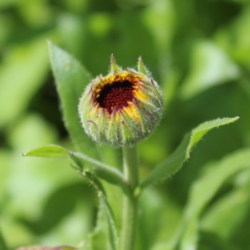 Ringelblume Kablouna Yellow with Dark Centre (Samen)