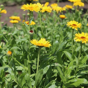 Ringelblume Kablouna Yellow with Dark Centre (Samen)