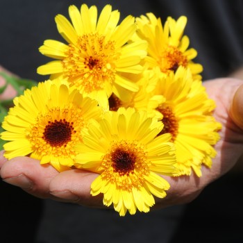 Ringelblume Kablouna Yellow with Dark Centre (Samen)