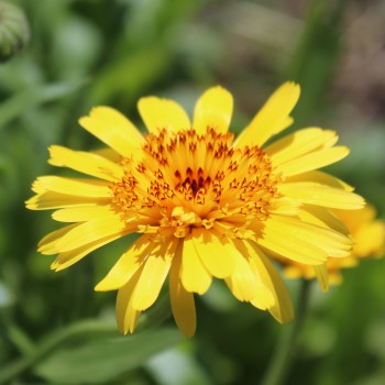 Ringelblume Kablouna Yellow with Dark Centre (Samen)