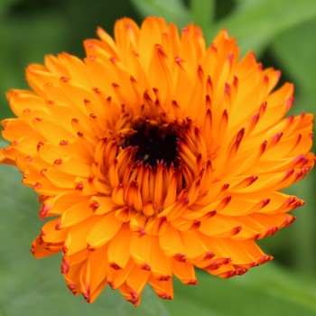 Ringelblume Neon (Samen)