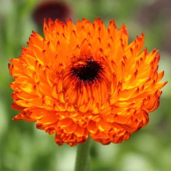 Ringelblume Neon (Samen)