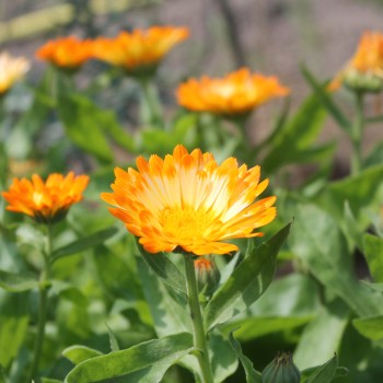 Ringelblume Oopsy Daisy (Samen)