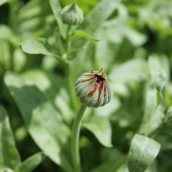 Ringelblume Orange Flash (Samen)