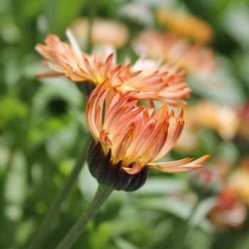 Ringelblume Orange Flash (Samen)