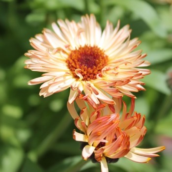 Ringelblume Orange Flash (Samen)