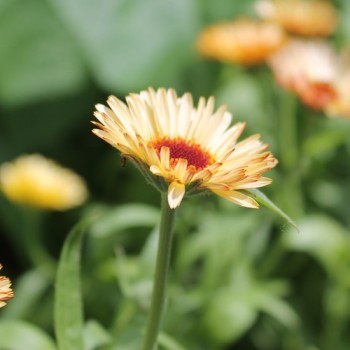 Ringelblume Orange Flash (Samen)