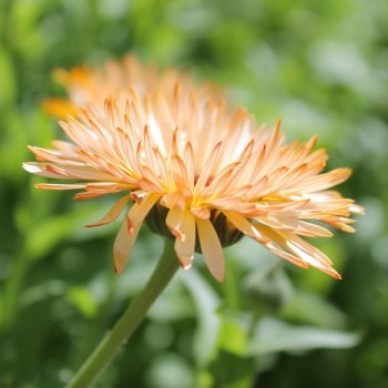 Ringelblume Orange Flash (Samen)