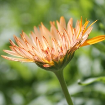 Ringelblume Orange Flash (Samen)