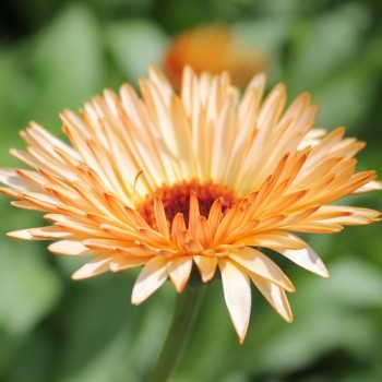 Ringelblume Orange Flash (Samen)