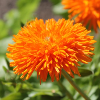 Ringelblume Orange Strahlen (Samen)