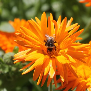 Ringelblume Orange Strahlen (Samen)