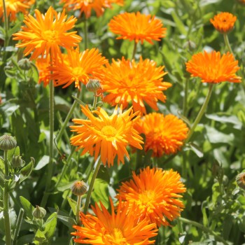 Ringelblume Orange Strahlen (Samen)
