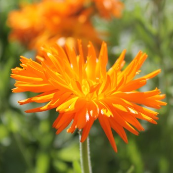 Ringelblume Orange Strahlen (Samen)