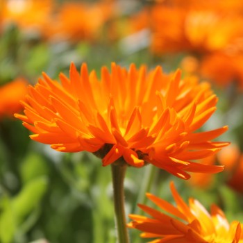 Ringelblume Orange Strahlen (Samen)