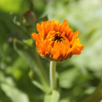 Ringelblume Orange Strahlen (Samen)