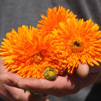 Ringelblume Orange Strahlen (Samen)