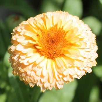 Ringelblume Pink Surprise (Samen)