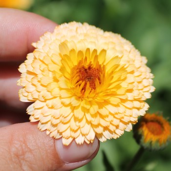 Ringelblume Pink Surprise (Samen)