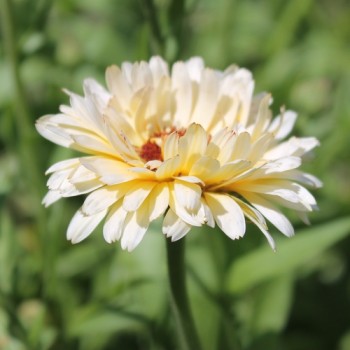 Ringelblume Snow Princess (Samen)