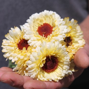 Ringelblume Snow Princess (Samen)