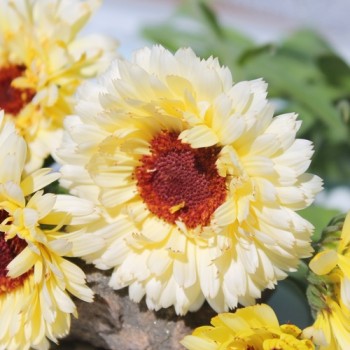 Ringelblume Snow Princess (Samen)